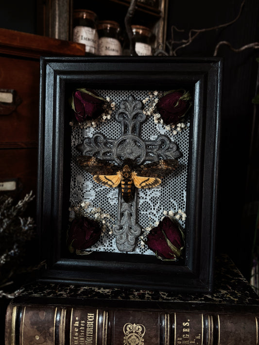 The mourning cross | Acherontia atropos