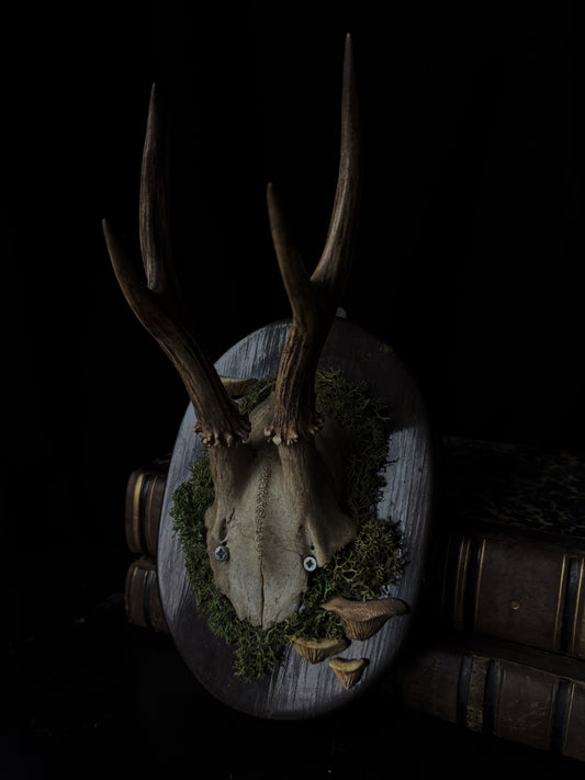 Forbidden forest frame - Deer skull (vintage)