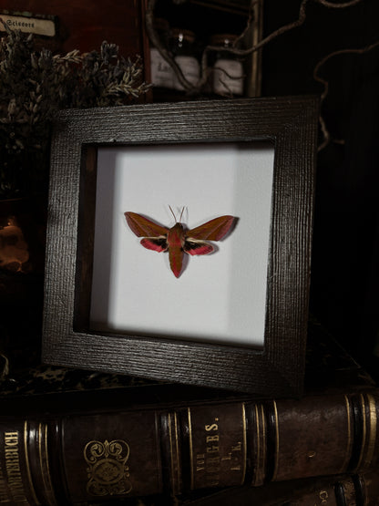 Deilephila elpenor | Wings of Whimsy Collection (12x12cm)