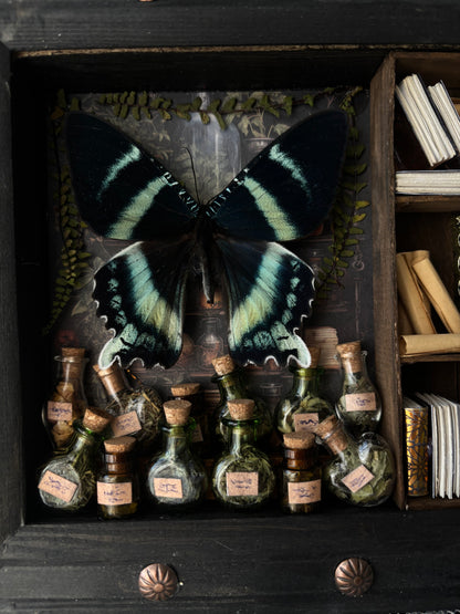 „Alchemy“ – Miniature Witch’s Cabinet - Alcides orontes (23x18cm)