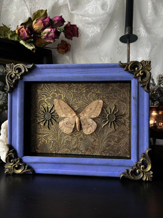 “Solar Reverie” – Framed Moth on Golden Sunlit Tapestry (23x18cm)