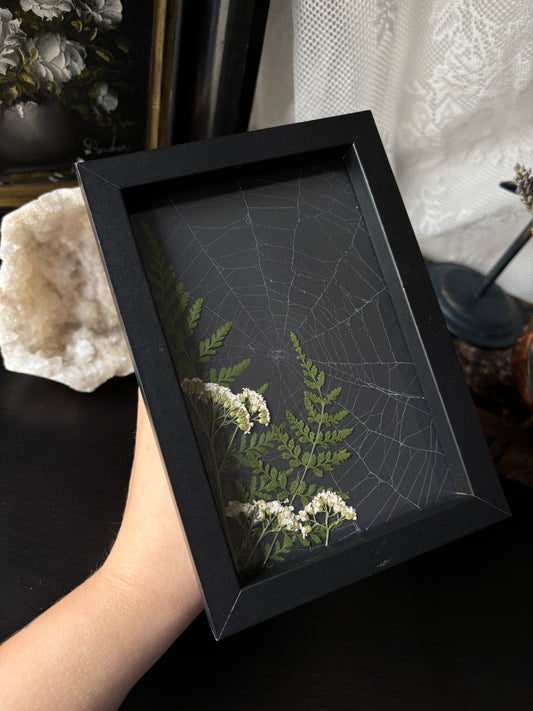Framed Preserved Spiderweb – Enchanted Garden Relic (15x10cm)