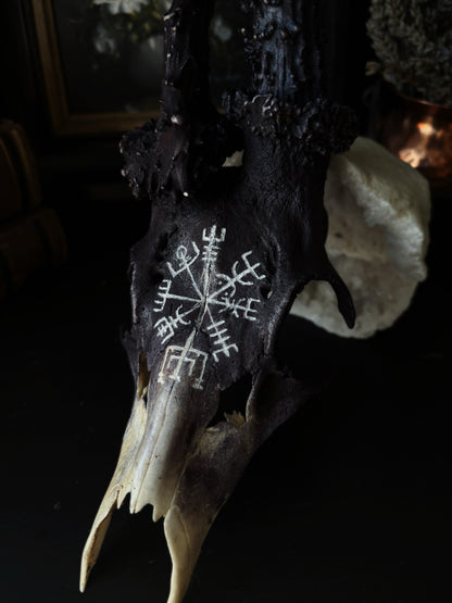 Vegvisir Deer Skull | Handcarved & Painted Bone Art