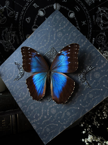 Morpho helenor - star path ✨