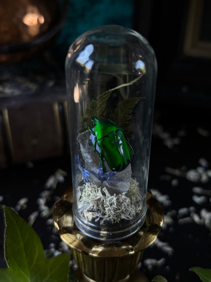 Glass dome with brass stand - Heterorrhina Sexmaculata