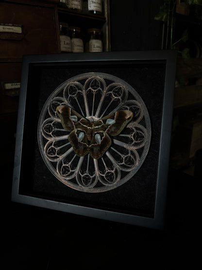Gothic Rose Window | Rothschildia Moth (20x20cm)