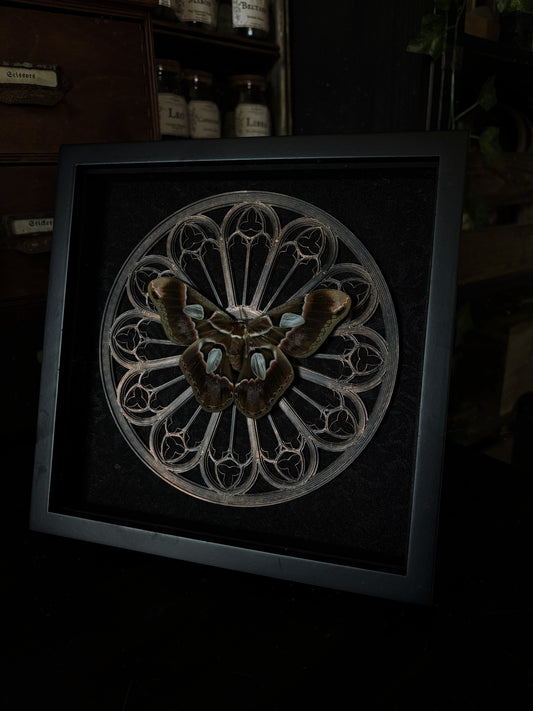 Gothic Rose Window | Rothschildia Moth (20x20cm)