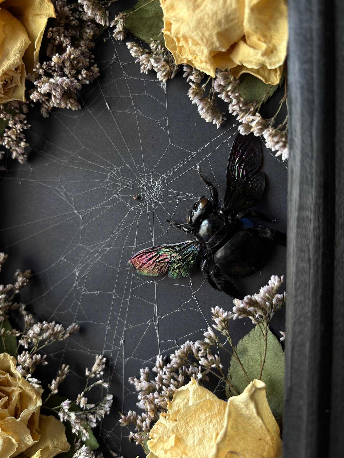 “Widow’s Garden” – Giant Carpenter Bee in Web with White Roses (23x18 cm)