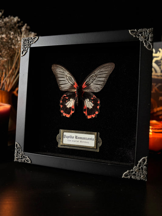 Papilio rumanzovia (female white version) — Antique Velvet Frame Collection (20x20cm)