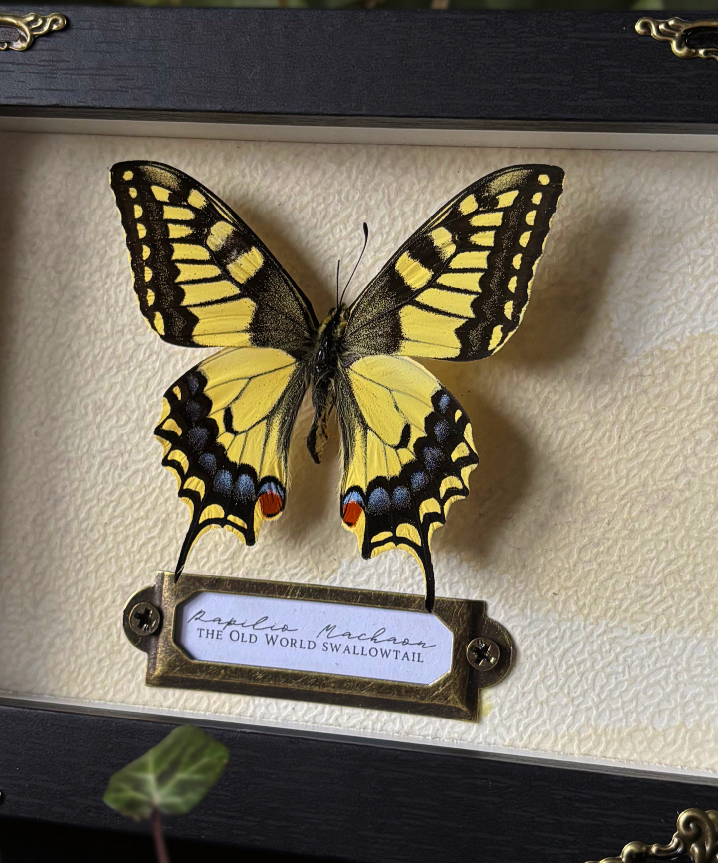 Papilio Machaon - the old world swallowtail