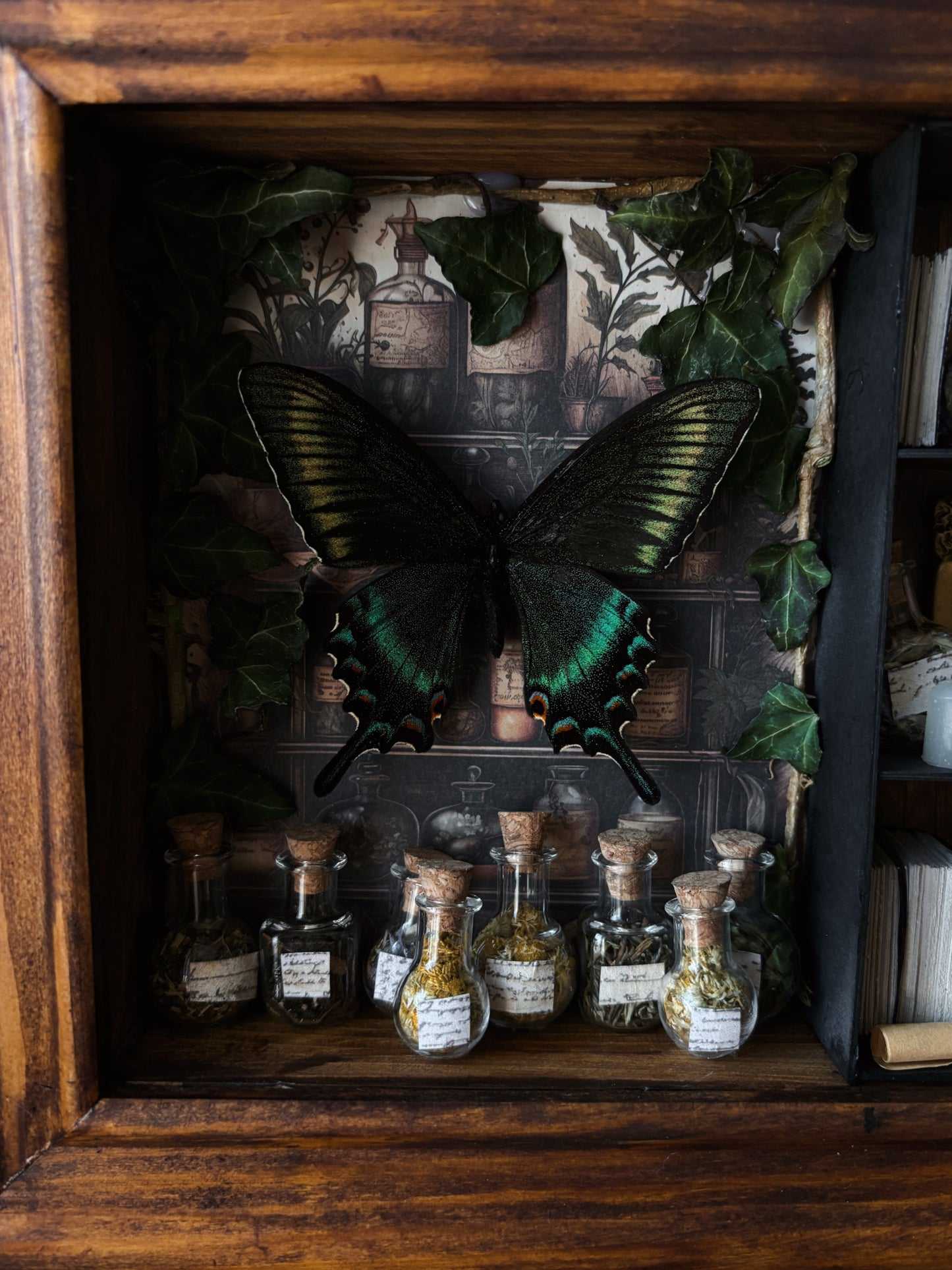 Verdant Study – Miniature Witch’s Cabinet – Papilio maackii (23x18cm)