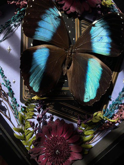Tarot Magic – Morpho achilles – Vertical Frame (20x20cm)