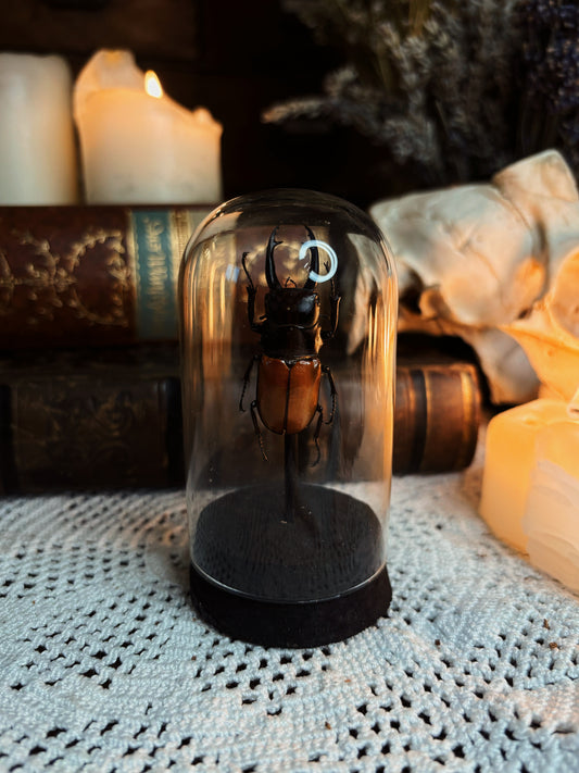 Stag beetle Dome (9,5cm)