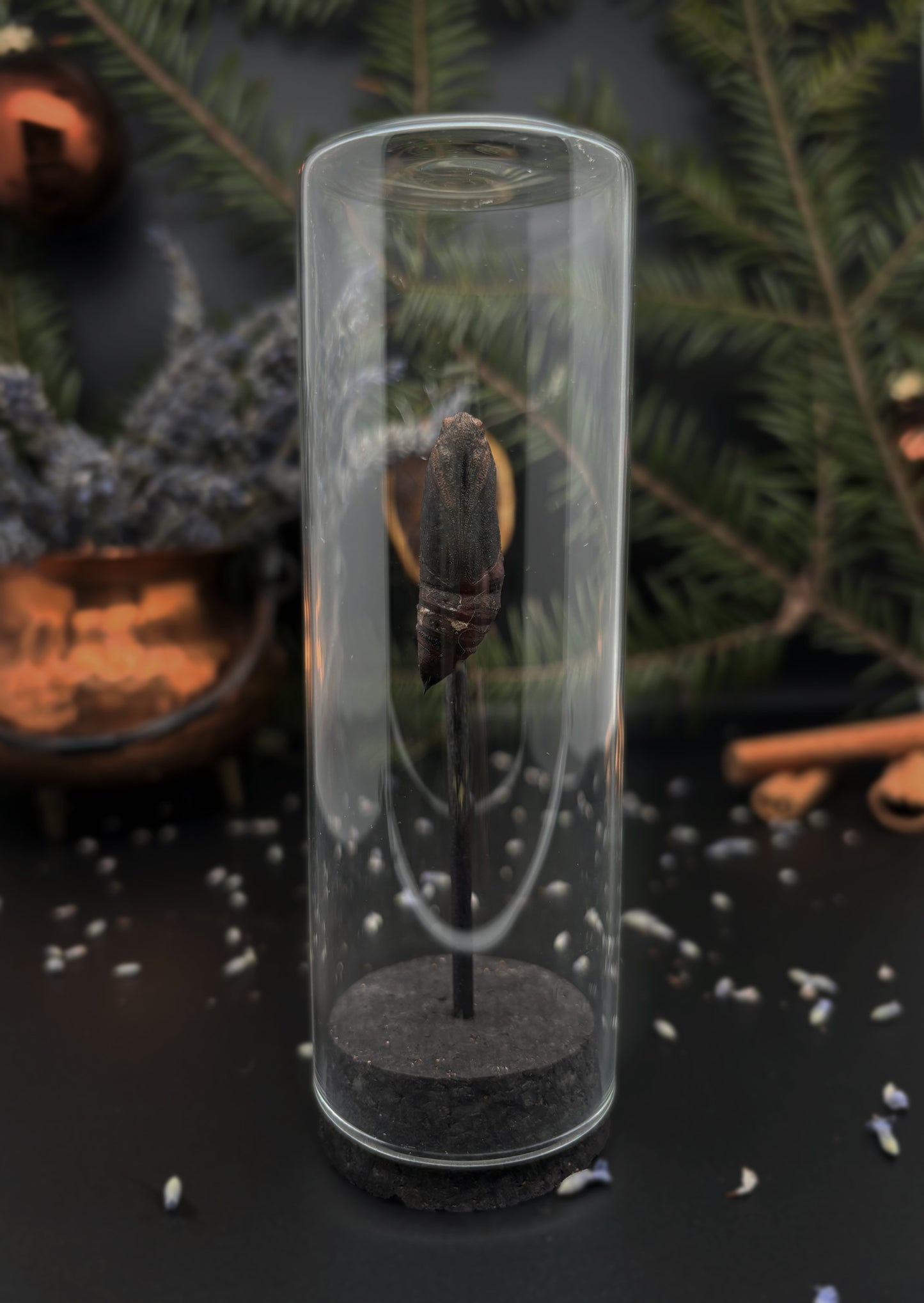 Mini glass dome - Moth pupa