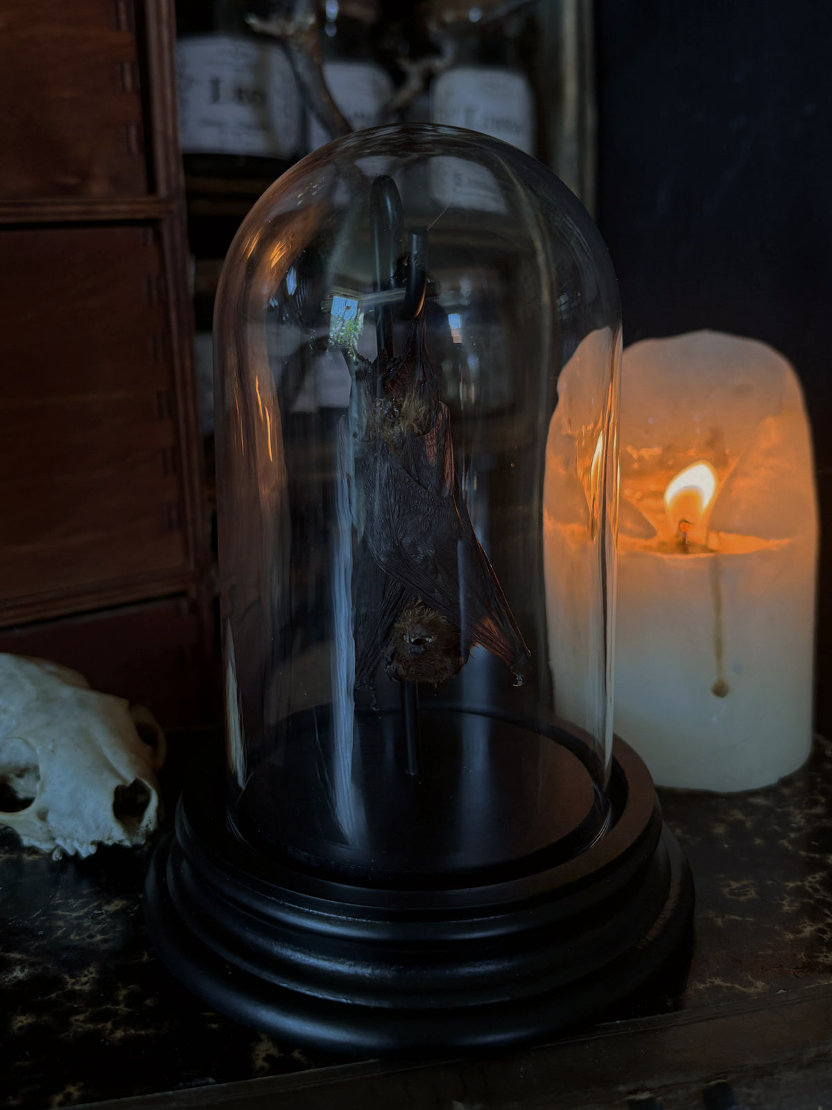 Mummified bat glass dome