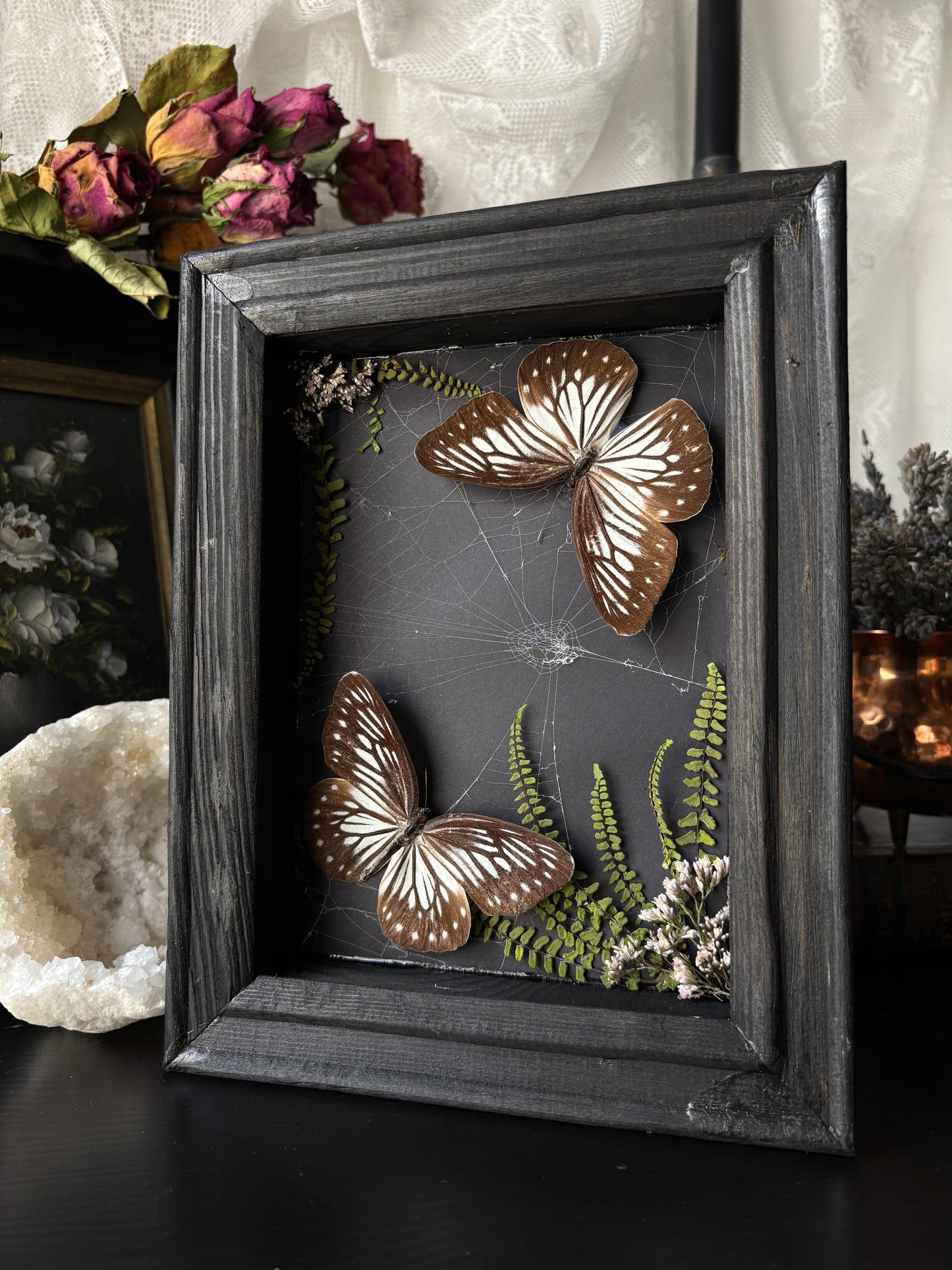 “Threaded Wings” – Pareronia anais in Webbed Garden Frame