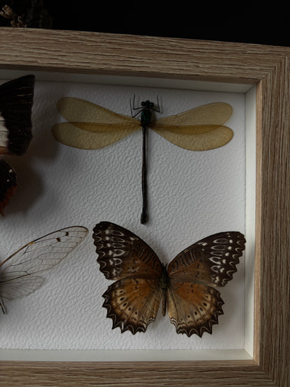 Miniature specimen collection (20x15cm)