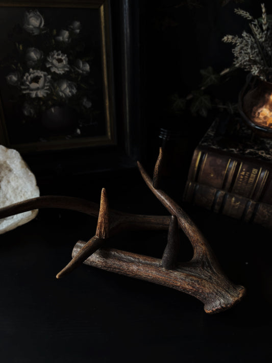 Forest Ritual | Antler Candle Holder