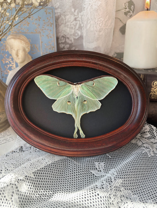 The Baroness of the Night Garden - Luna Moth (20x15cm) (Vintage wood frame)