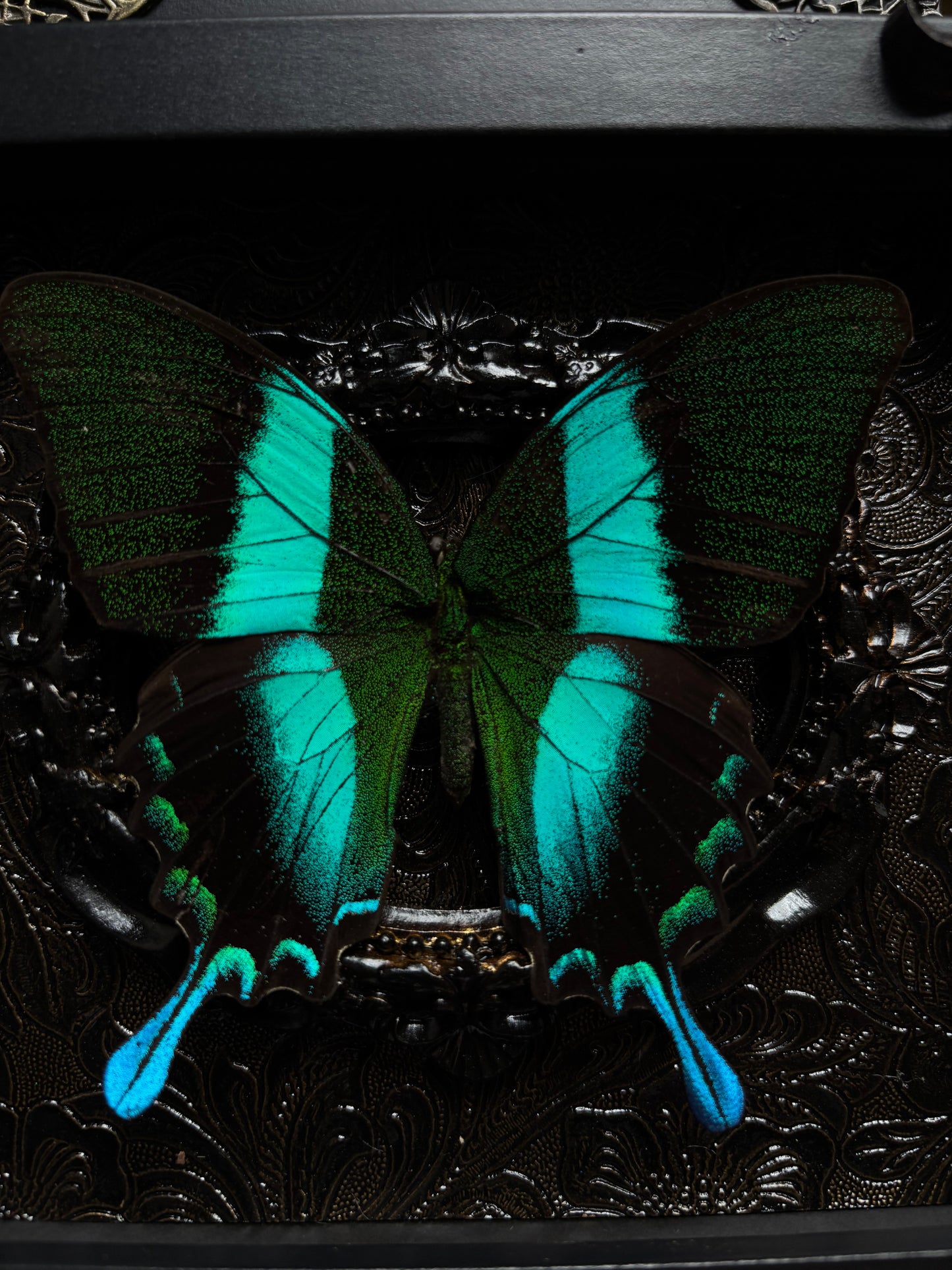 Papilio Blumei (18x13 cm)