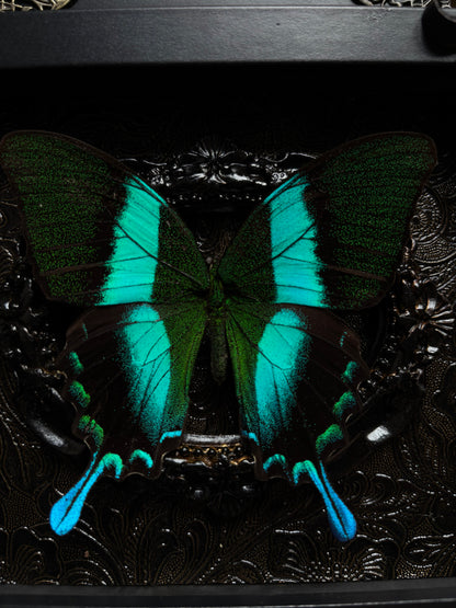Papilio Blumei (18x13 cm)
