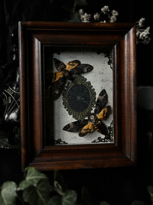 „Vintage letters“- Acherontia Atropos (vintage frame)