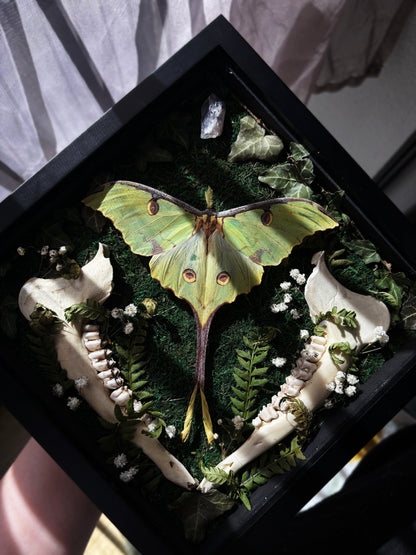 Argema Mimosae | Framed Moth with Deer Bone (25x25cm)