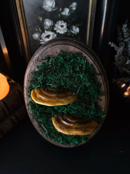 Shelf Mushroom - Polymer Clay Mushroom (21,5x14cm)