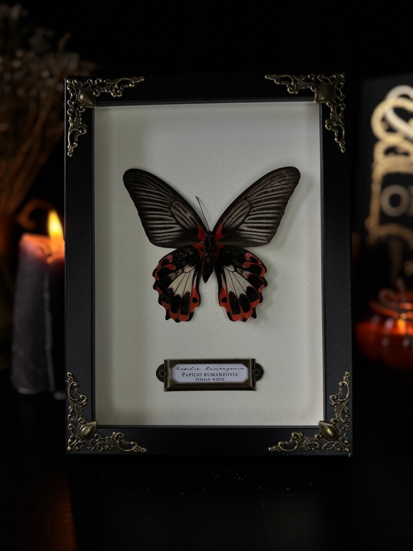Papilio rumanzovia - female white version (18x13cm)