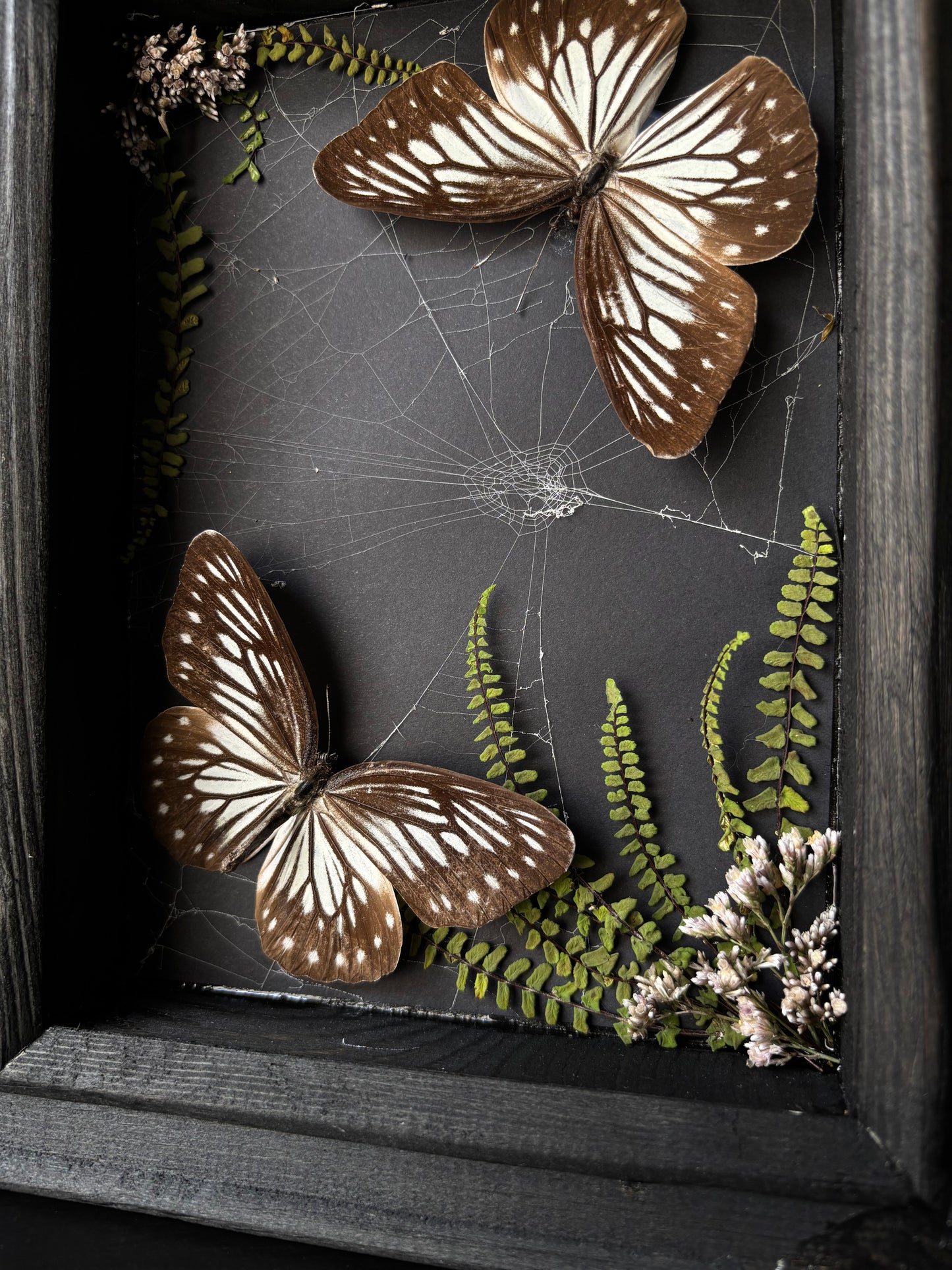 “Threaded Wings” – Pareronia anais in Webbed Garden Frame
