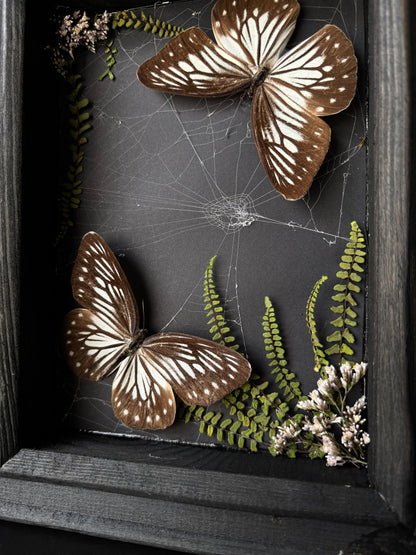 “Threaded Wings” – Pareronia anais in Webbed Garden Frame