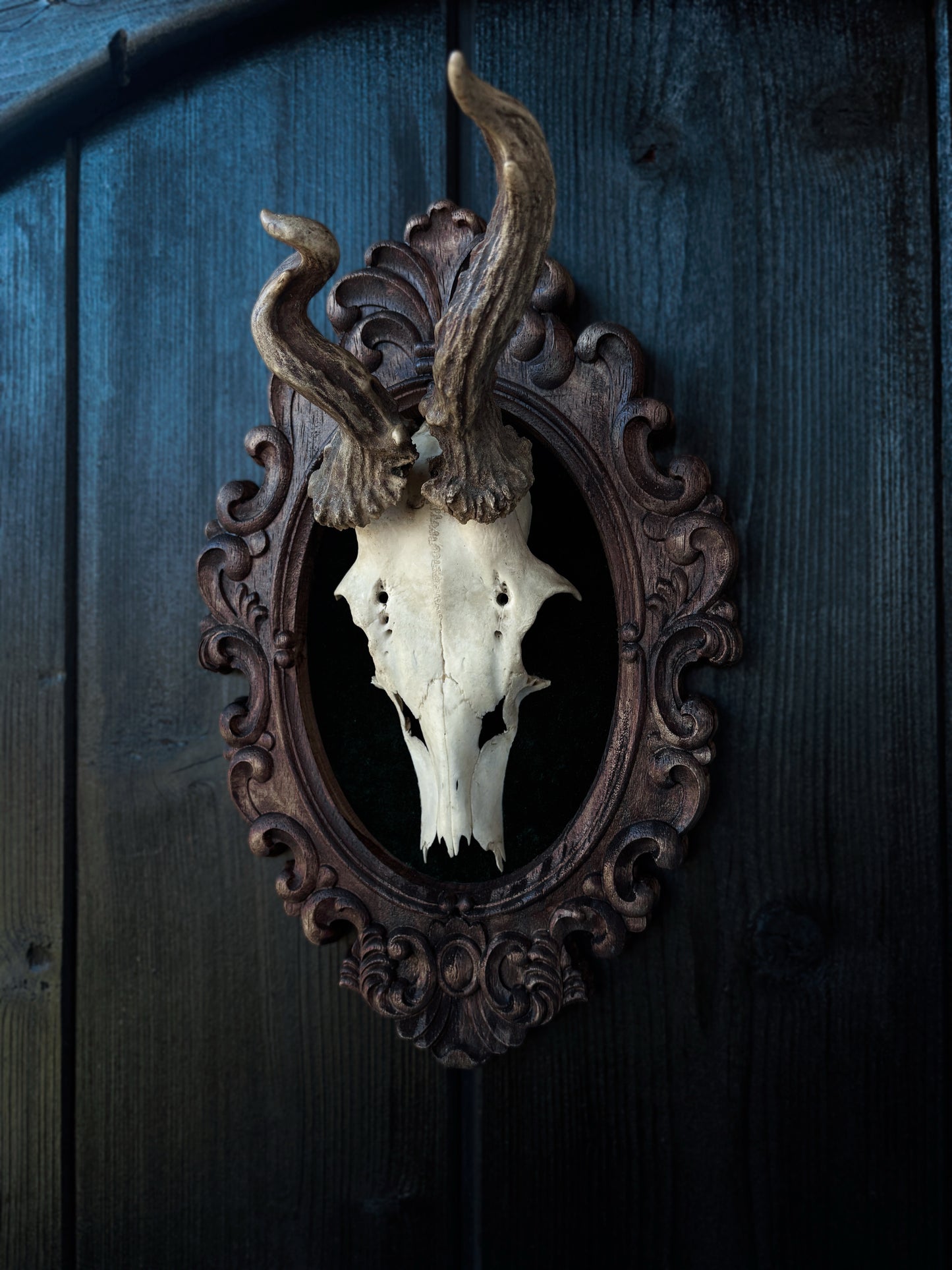 Twisted Antlers – Framed Skull (31 x 20 cm)