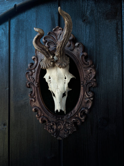 Twisted Antlers – Framed Skull (31 x 20 cm)