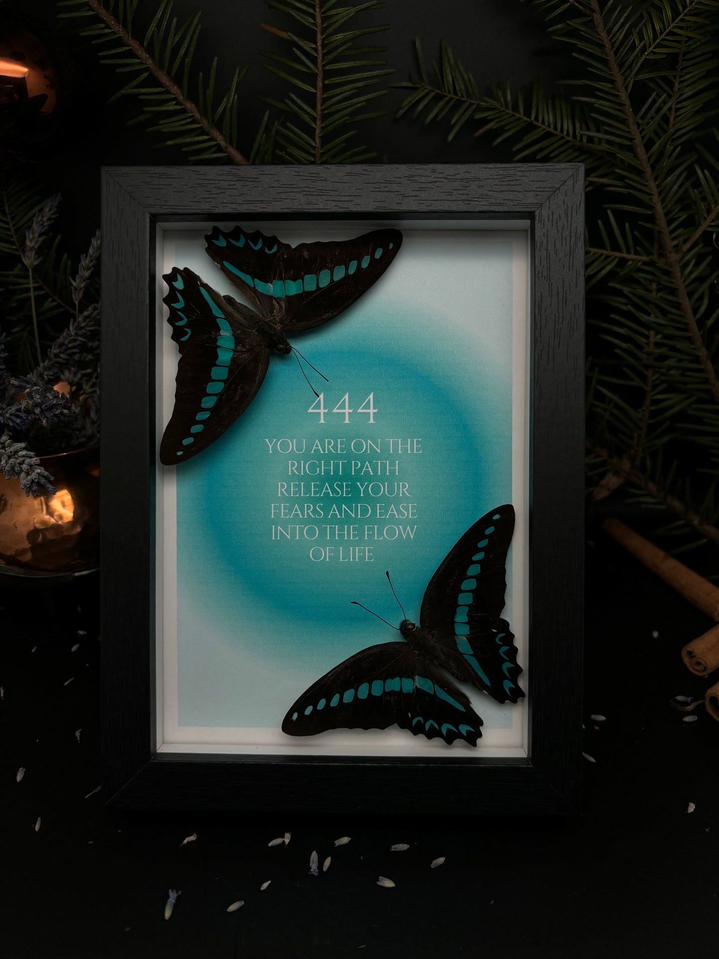 „444“ - Graphium sarpedon