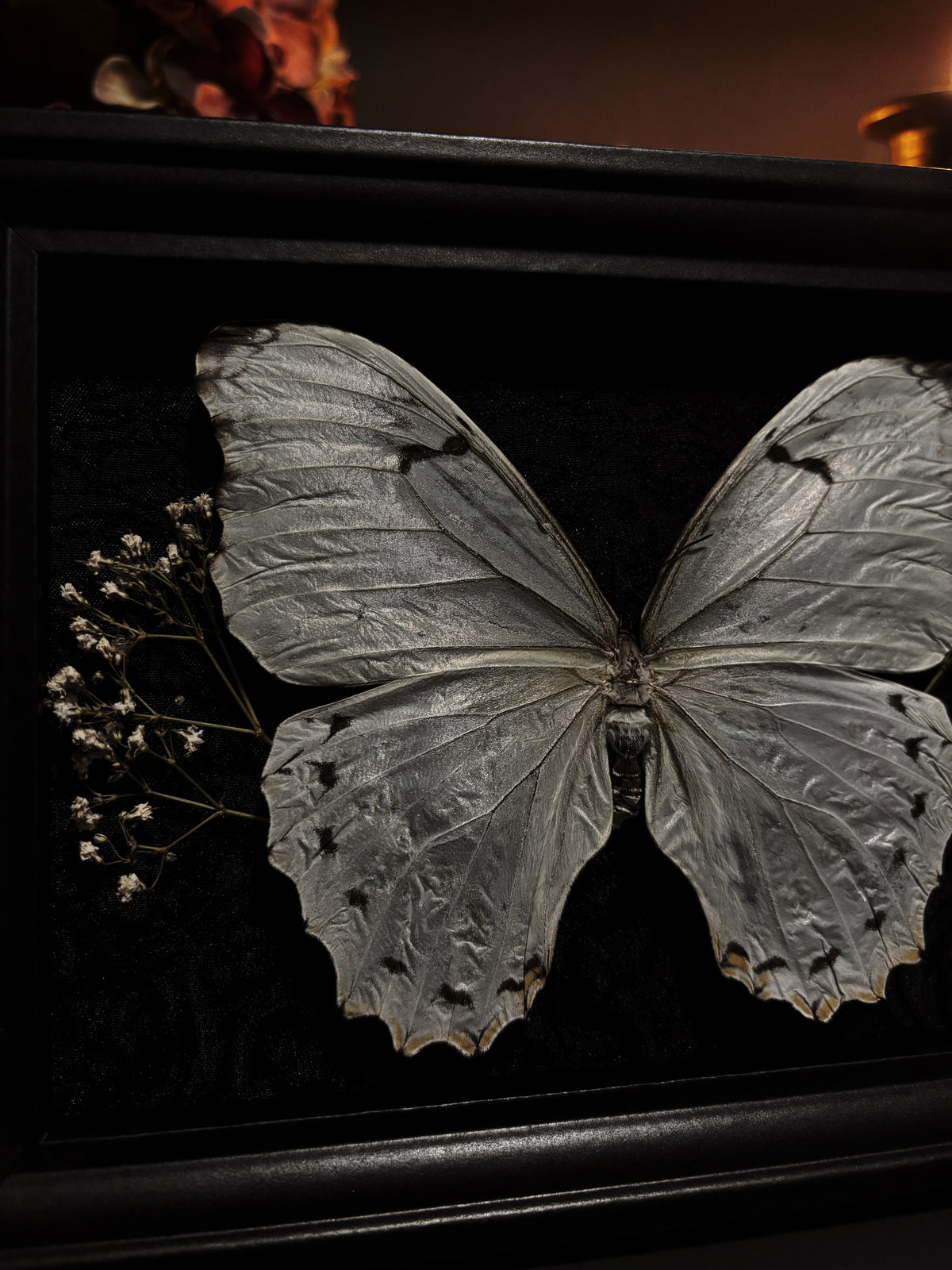 Morpho polyphemus | Black Damask | Dried Baby’s Breath (18x13)