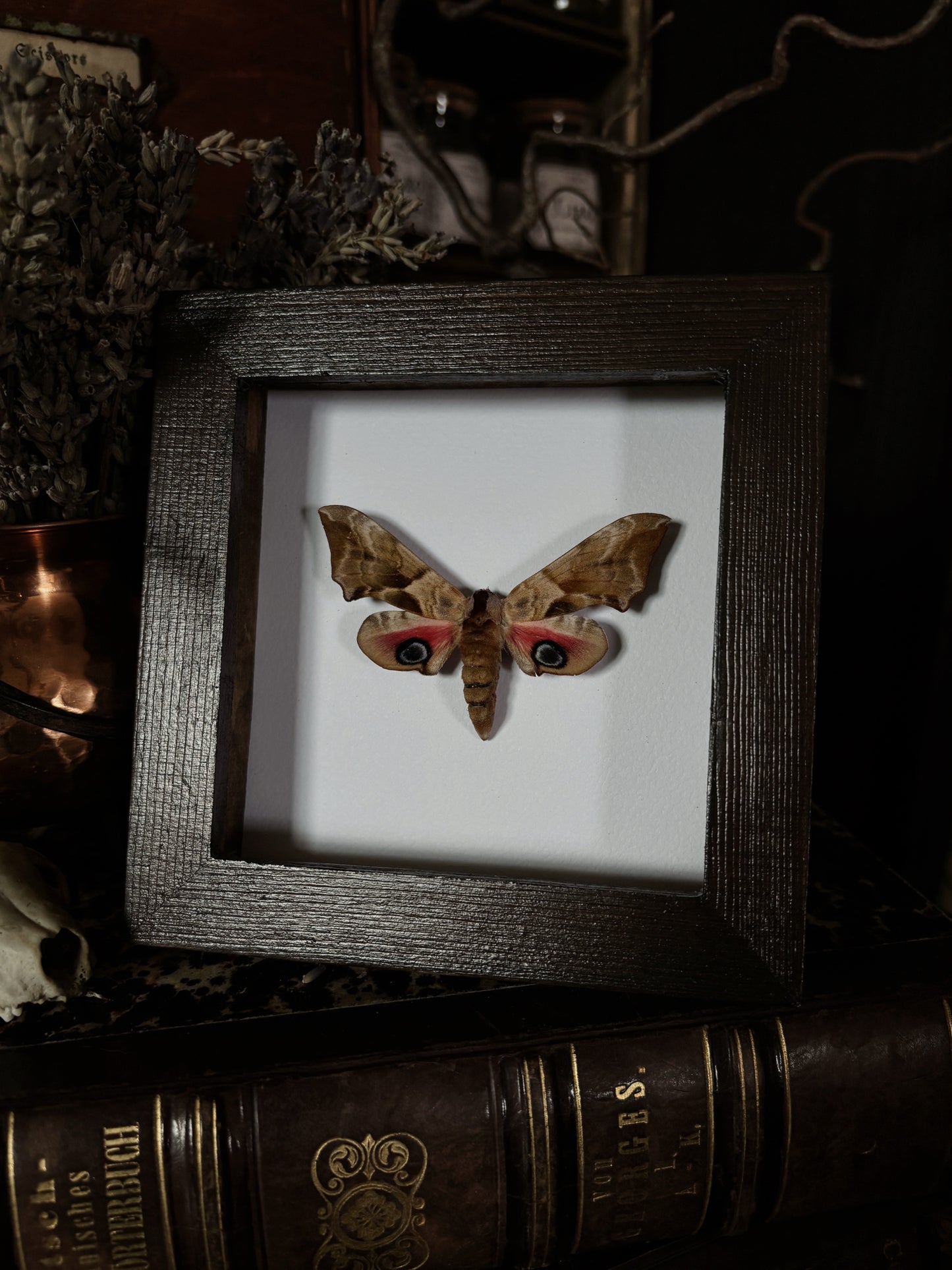 Smerinthus ocellatus | Wings of Whimsy Collection (12x12cm)