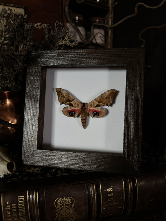 Smerinthus ocellatus | Wings of Whimsy Collection (12x12cm)