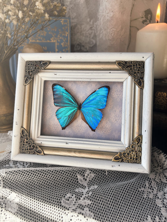 The Crown’s Azure Legacy – Blue Morpho (19x15 cm) (Vintage wood frame)