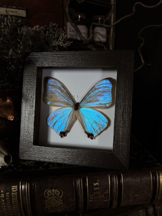 Morpho sulkowski lympharis| Wings of Whimsy Collection (12x12cm)