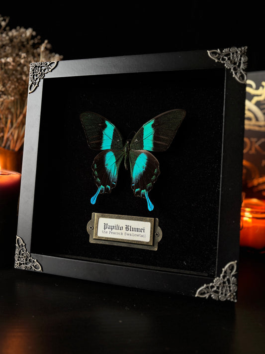 Papilio Blumei — Antique Velvet Frame Collection (20x20cm)