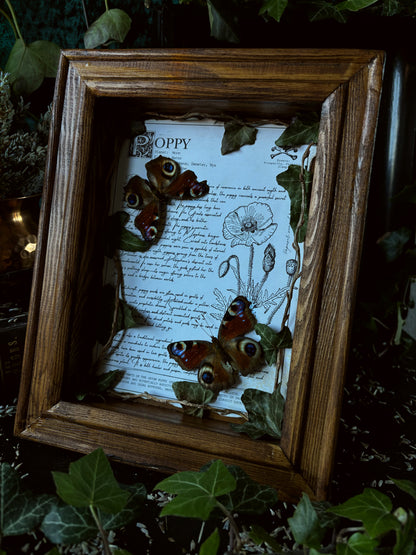 Poppy Frame – "Inachis io" (24x18cm)