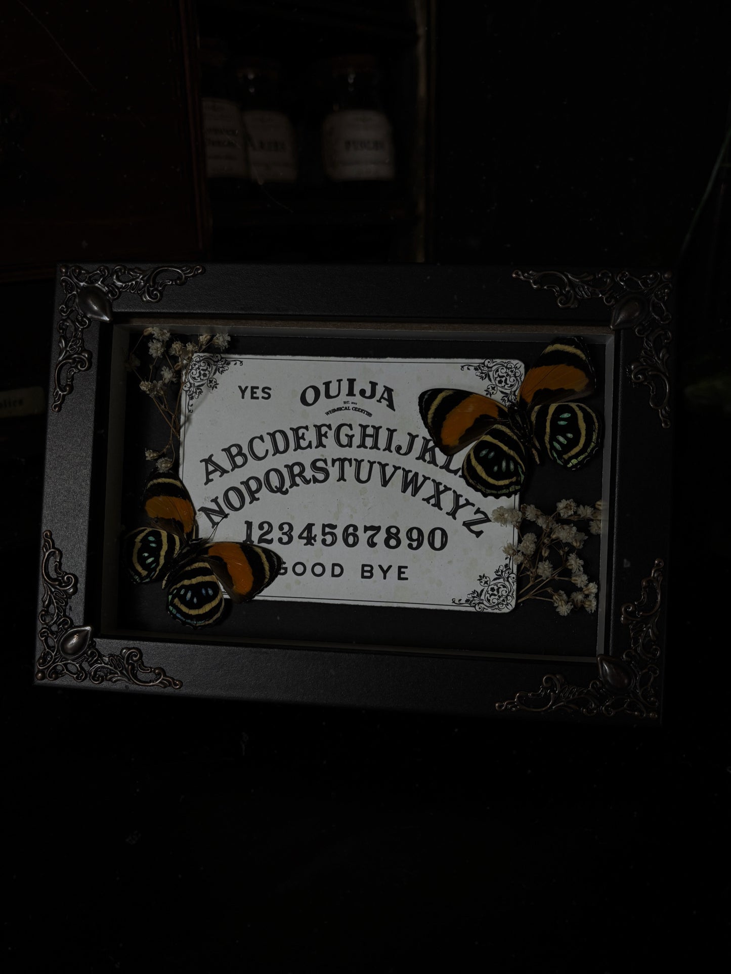 Ouijah board |  Callicore Aegina (15x10cm)