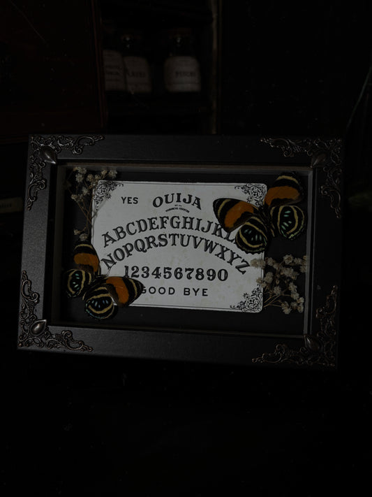 Ouijah board |  Callicore Aegina (15x10cm)