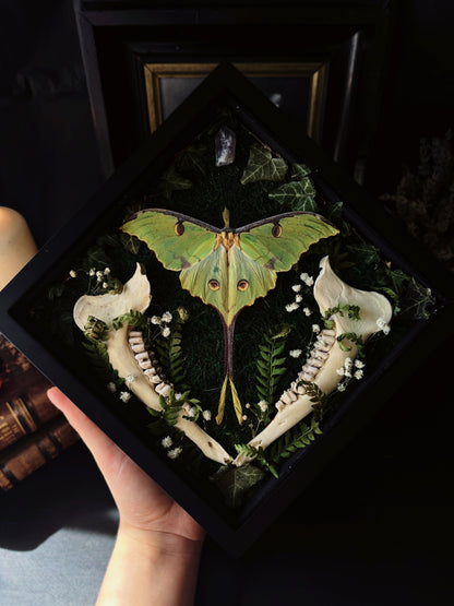 Argema Mimosae | Framed Moth with Deer Bone (25x25cm)