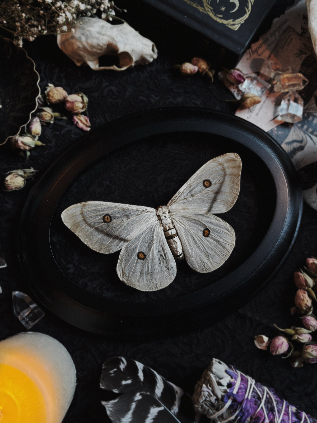 Ceranchia apollina (Ghostly silk moth) (18x13cm)