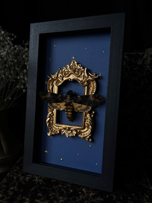 „Celestial gold“ - Acherontia atropos (23x18cm)