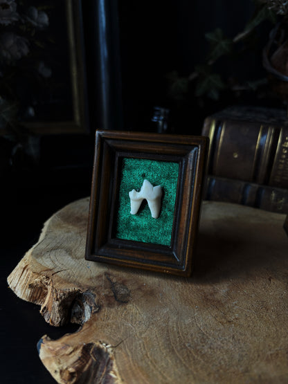 Fox Tooth (Vintage frame 7x5cm)