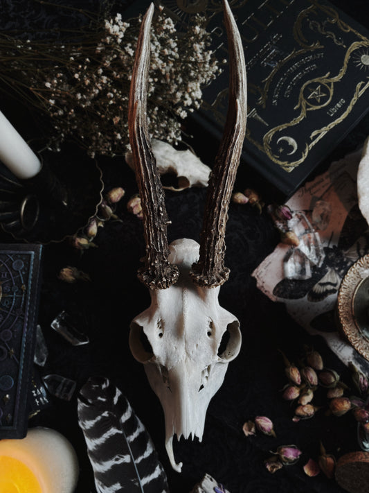 Deer skull