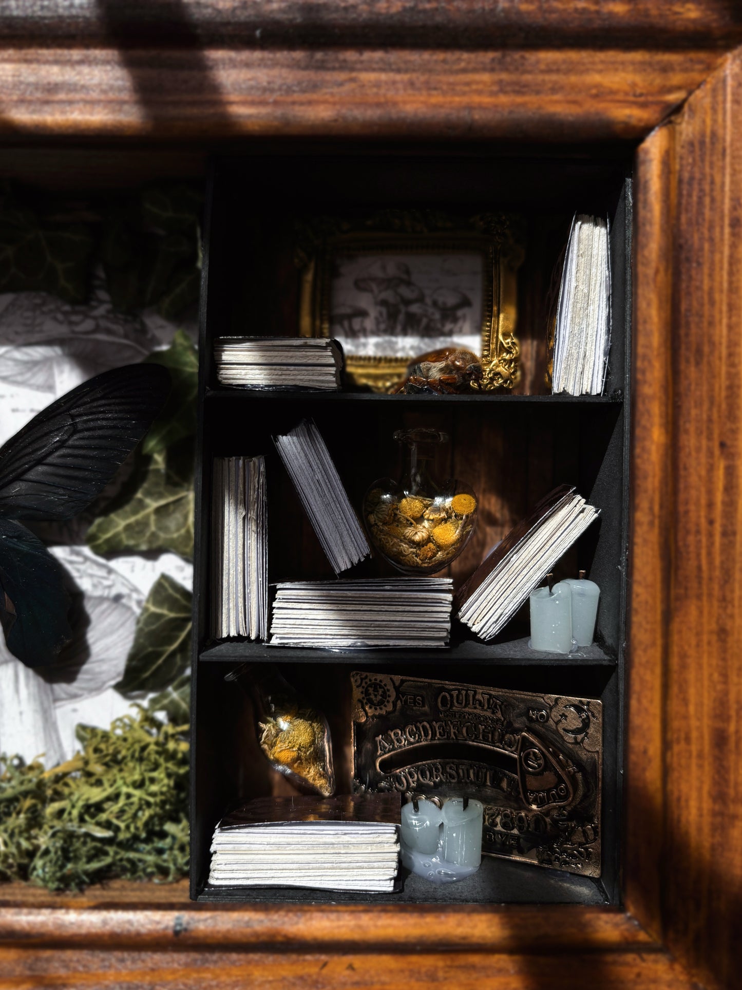 Botanical Study – Miniature Witch’s Cabinet – Atrophaneura dixoni (23 × 18 cm)