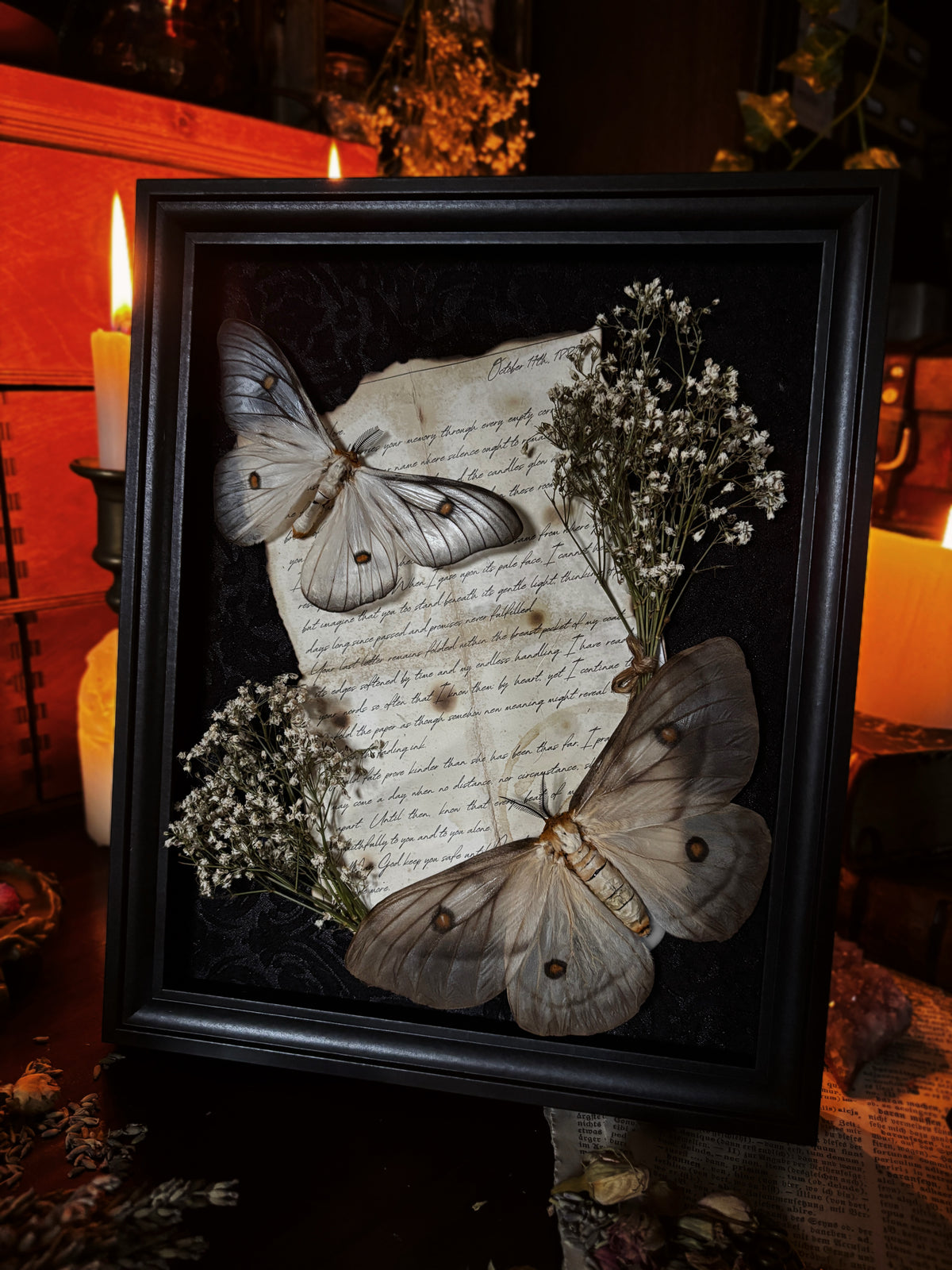 "A Letter to the Ghosts" - Ceranchia apollina (Ghostly silk moths) (25x20cm)
